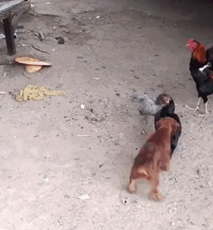 小狗看到2只鸡在打架，马上把它们拉开，结果..... - 3