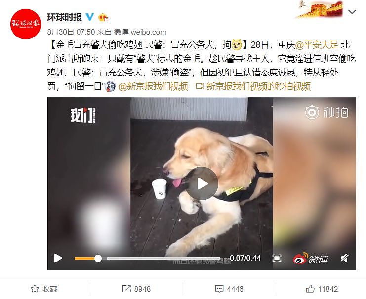 金毛冒充警犬偷吃鸡翅被“拘留一日”，网友：拘久了养不起！ - 3