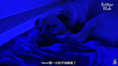 狗狗总是从睡梦中哭醒，背后的原因让人泪目…… - 33