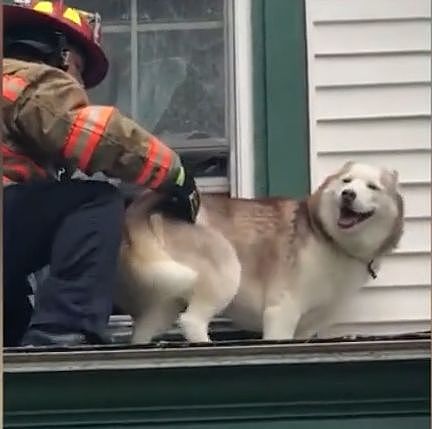 狗子被困屋顶还惊动了消防员...网友：不看内容就知道是二哈！ - 6