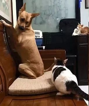 狗子追橘猫玩，结果被黑白猫逼到面壁：敢欺负我朋友，找死！ - 3