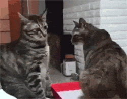 一只正在挨骂的猫，眼神超委屈的，不知为什么看了就想笑！ - 1