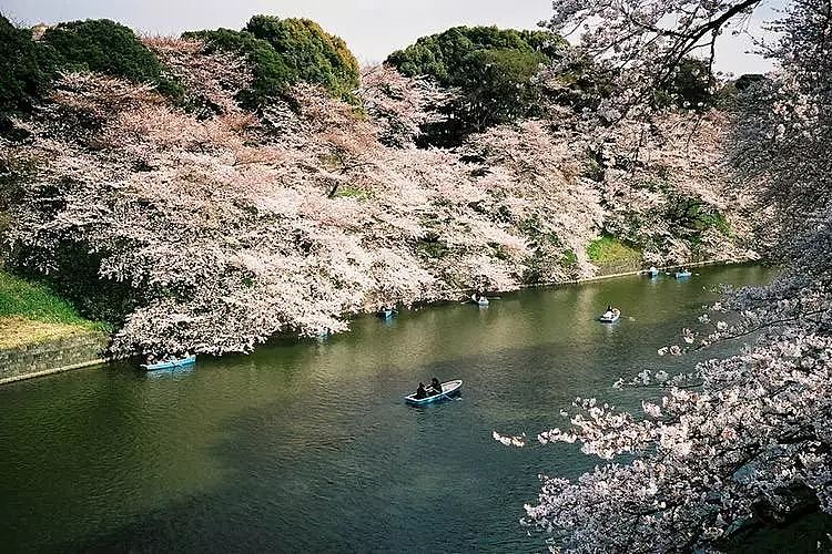 2018日本赏樱地图已发布，想看私人绝景还得抢占先机！ - 18