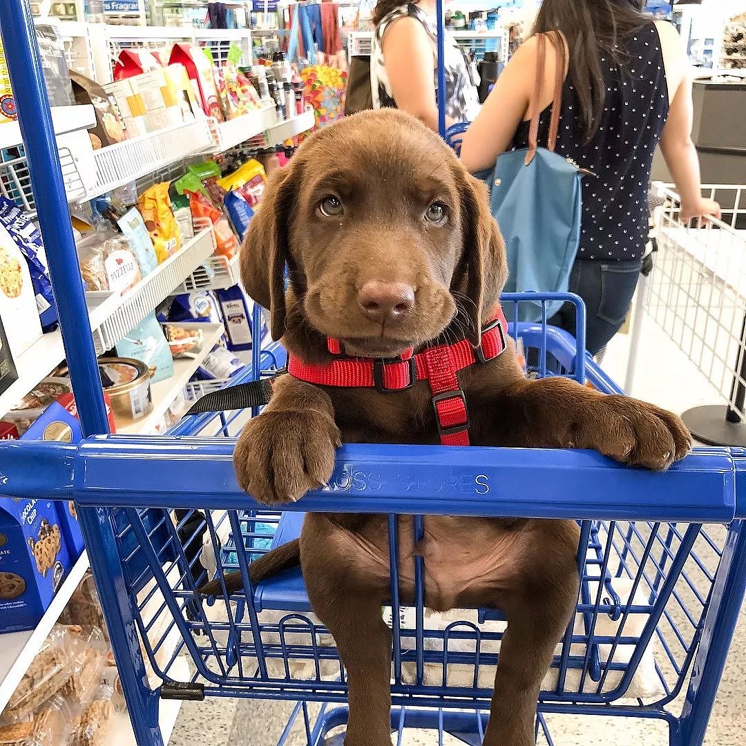 第一次带狗逛超市，你确定自己带的钱够花吗？ - 12