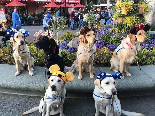 为缓解服务犬的训练压力，训导员想出了新方式，带它们去迪士尼乐园！ - 1