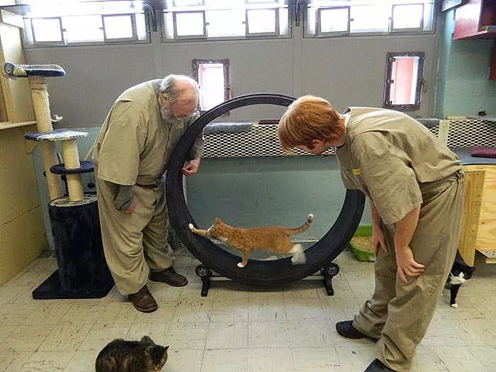 这所监狱让受刑者照顾流浪猫，奇妙的化学反应就此产生！ - 1