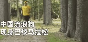中国流浪狗跨国参加巴黎马拉松：它通过奔跑改变了命运 - 2