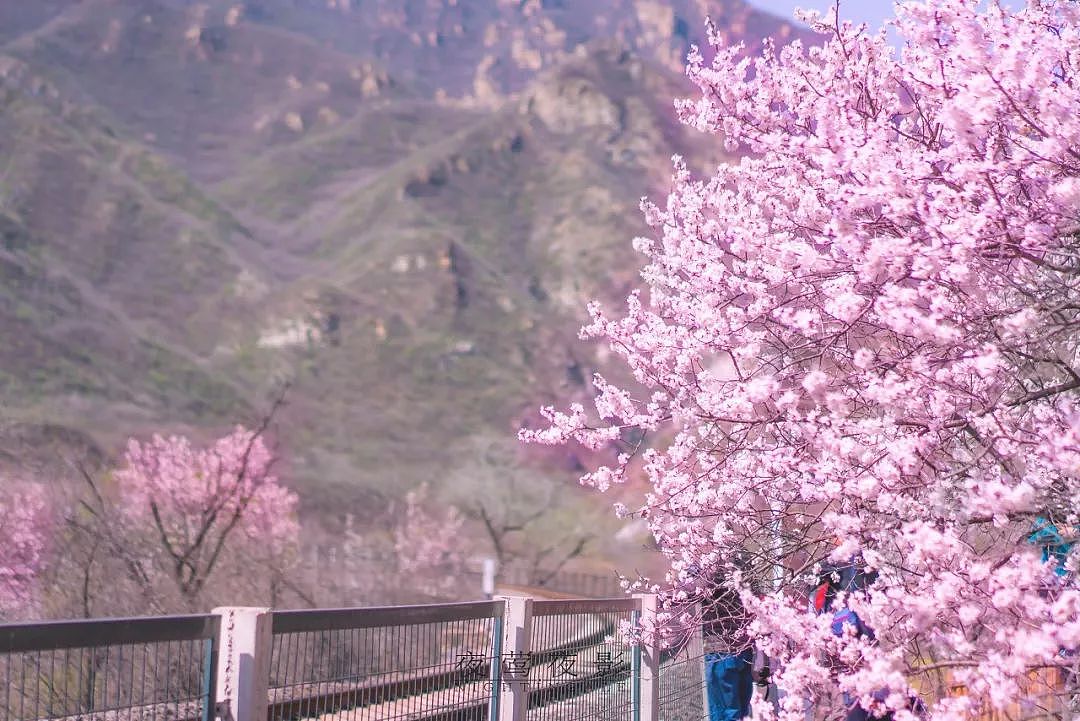 何必远赴日本看樱花？北京这趟开往春天的小火车，下周发车！ - 16