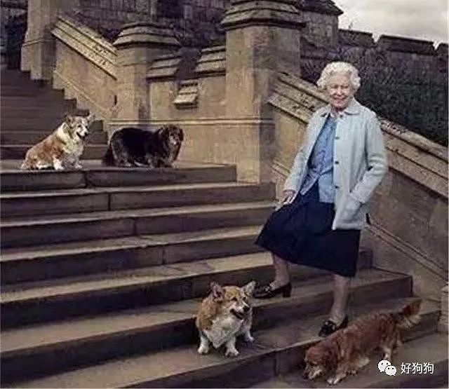 英国女王的柯基去世，她说再也不会养狗了…… - 1
