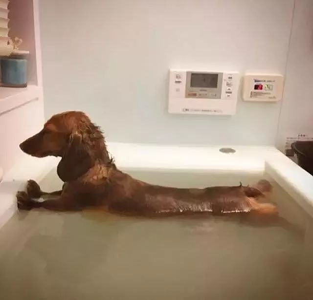 用生命拒绝洗澡的狗子，有没有你家那只？ - 8
