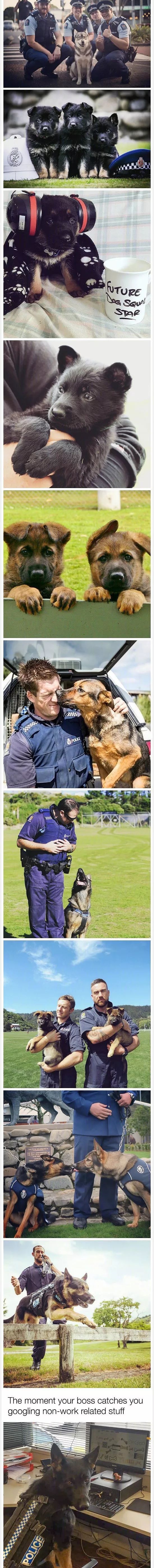 新西兰警方Ins因太爱晒狗被批评：还以为这是萌宠账号！ - 6