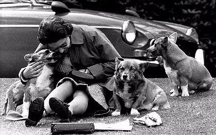 英国女王的最后一只柯基去世，她决定不再养狗..... - 7