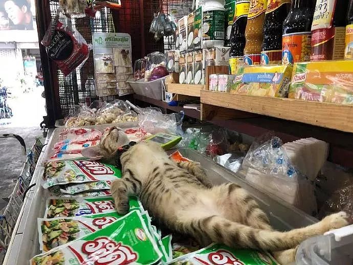 猫主动想帮主人看店，结果没几分钟就睡得一塌糊涂，笑屎了！ - 2