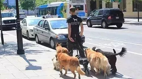 国外网友问我：为什么在中国虐待动物不会受到惩罚？ - 14