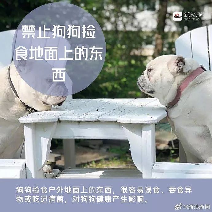 警方跨省抓狗？是的，这件事在上海发生了! - 27