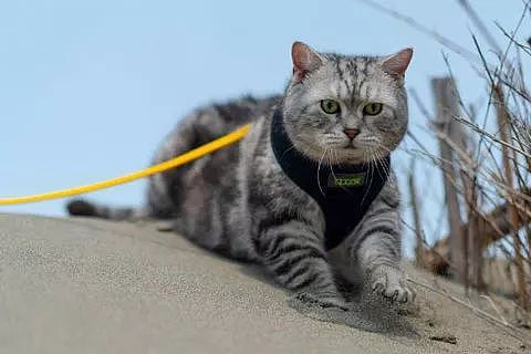 主人第一次带猫到沙滩海边，以为它会害怕，没想到，一落地后... - 8