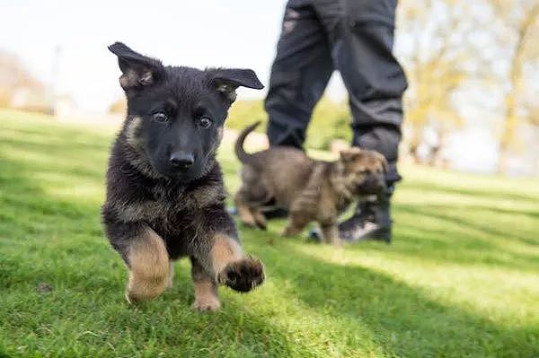 警局淘汰了“不合格”的小警犬，结果被市民抢着领养 - 9