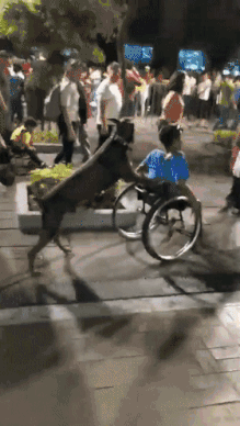 魔幻的一幕：狗狗很麻利的推着坐轮椅的主人，一起穿越人海... - 1