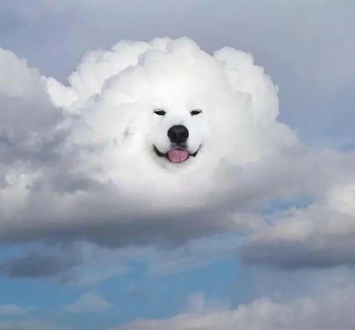 天上有朵云做的狗...这么可爱的狗狗云你们见过没？ - 13