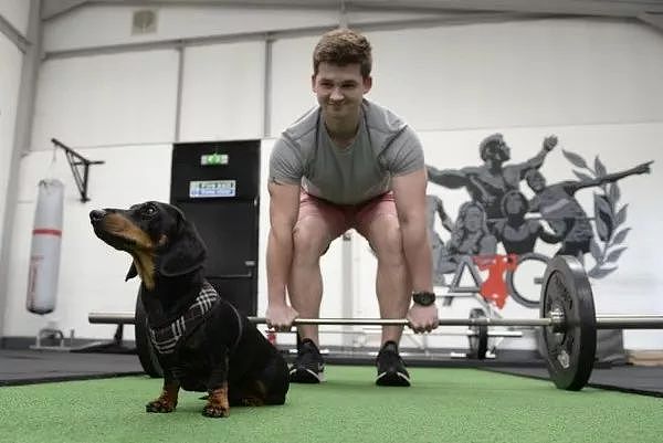 健身房要求主人带狗健身，狗不乐意了：究竟是谁减肥？ - 2