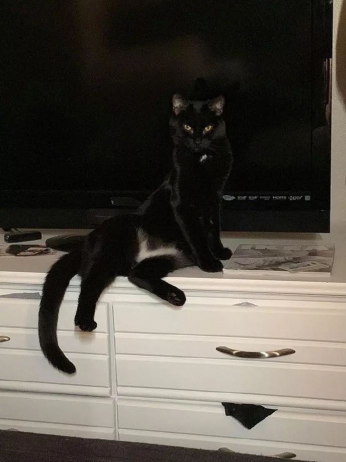 黑猫坐在柜子上，姿势还有点骚，关键是它肚子上的毛色有点搞笑！ - 1