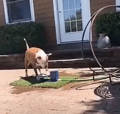 给狗狗按了个自助饮水器，可这货从此再也没能喝上水... - 2