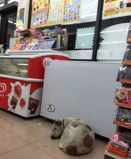 流浪狗在超市门口蹭冷气，结果却被…… - 15