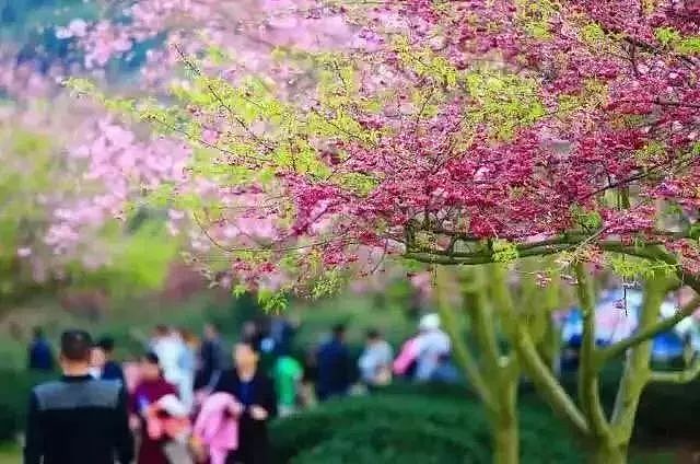世界最大樱花园，竟就在中国福建！比日本大5倍，是阿里山的10倍美！ - 7