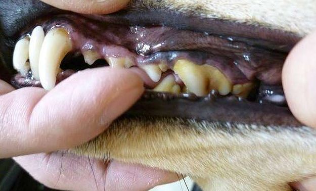 狗狗牙周病严重融断下巴，只能在嘴上打钢钉固定…… - 17