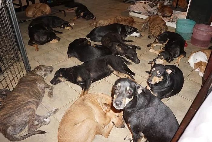 超强飓风来袭，她收留97只流浪狗，和79只狗睡同一间卧室！ - 4