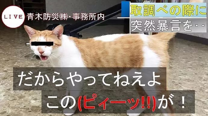 日本一只橘猫由于妨害公务罪，惨遭逮捕，目前情绪稳定！ - 11