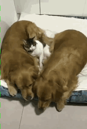 俩金毛圈着小猫睡觉，本来挺暖的，可仔细一看：做梦吃肉呢？ - 5