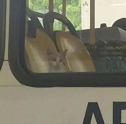 网友发现这只猫经常会自己坐公交车回家，神奇的是它还喜欢... - 4