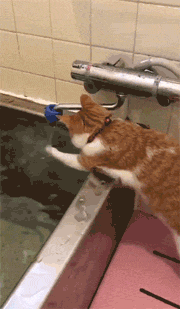 推主每次洗澡前，家里的猫都会这样帮他试水温，也太可爱了吧！ - 3