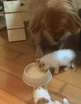 金毛把牛奶让给小猫咪喝，主人很感动，但接下来这一幕，差点把主人手机给吓掉了… - 1