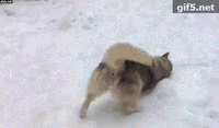 狗子看见雪反应大不同，二哈吃雪柴犬深沉，金毛最不稳重直接往门上撞…… - 2