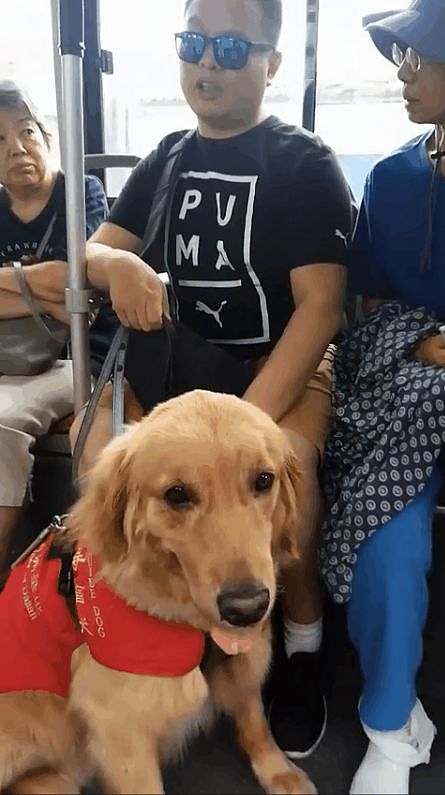 ​公交上来了一位特殊朋友大金毛，原来是导盲犬 - 2