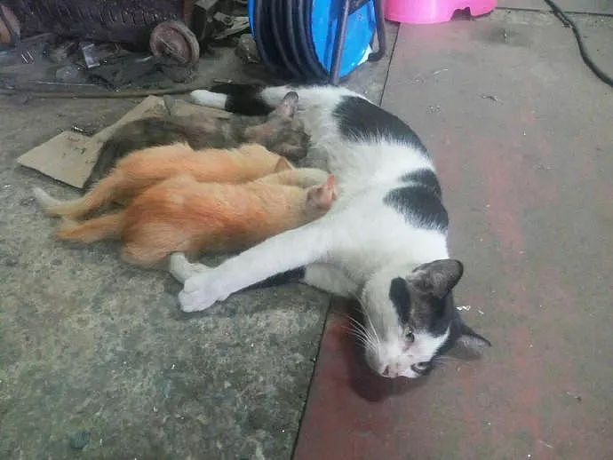 猫躺在地上给几只小猫喂奶，走近一看笑傻了，它是公的啊！ - 1