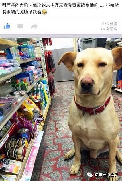 狗狗每天去超市上班，准点打卡堪比上班族！ - 3