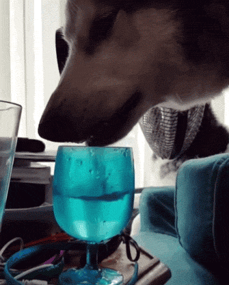狗狗用杯子喝水，边喝边翻白眼：人类的生活方式真糟糕！ - 3