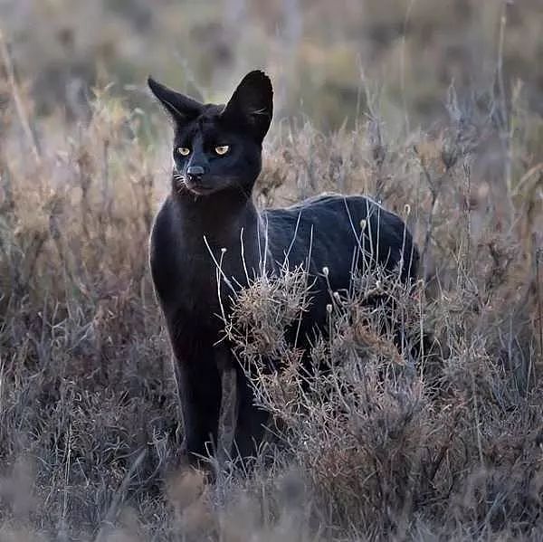 一位野外摄影师，意外拍摄到一只纯黑野生薮猫，有点帅！ - 2