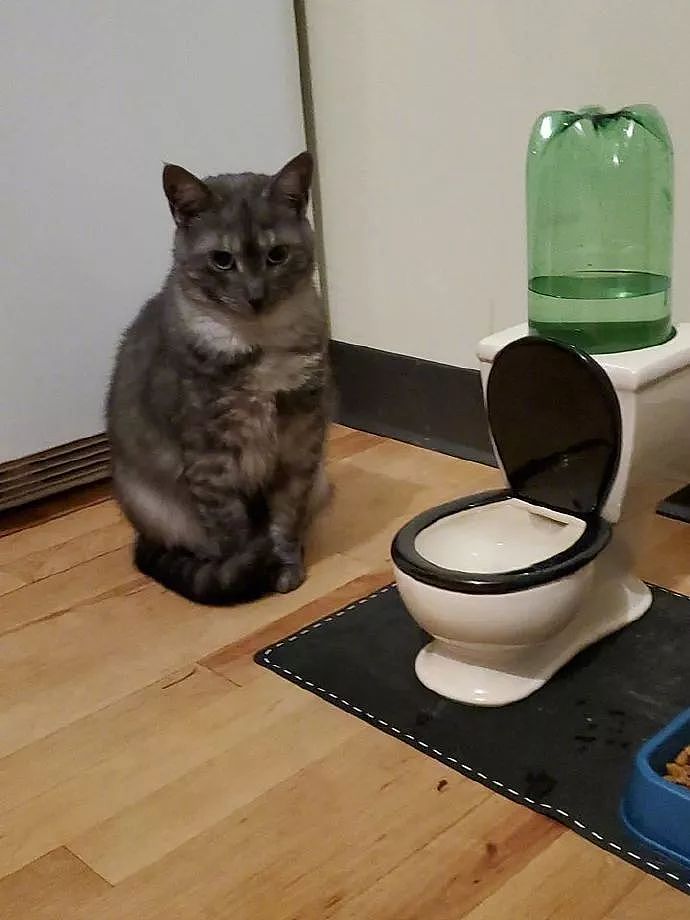 猫喜欢喝马桶水，于是给它买了个迷你马桶饮水器后，猫都懵了！ - 3