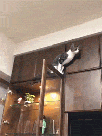推主家的猫每次都要爬到很高的地方，但又下来，让人好费解！ - 1