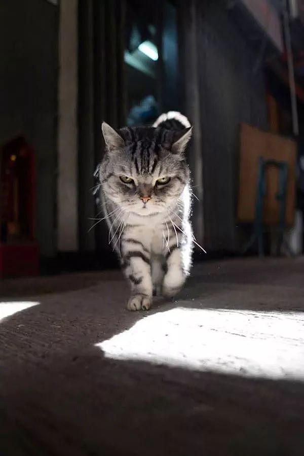 主人拍下猫在街头的霸气写真照，网友：竟然被一只猫帅到了！ - 3