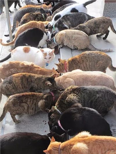 日本猫寺里住着30多只猫，竟比僧人还多，又想骗我去当和尚？ - 20