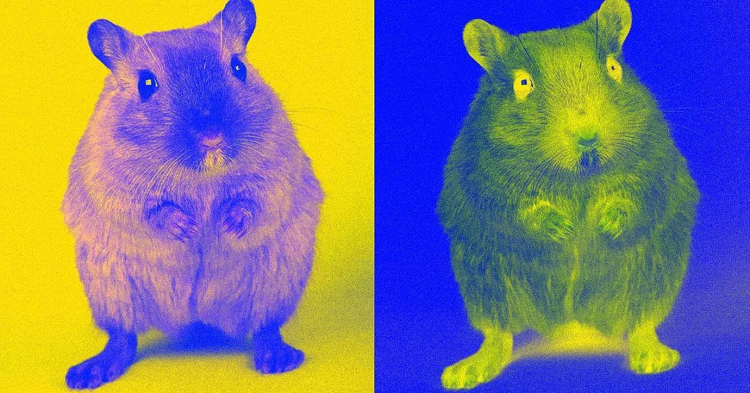 科学家想用老鼠打假换脸视频 Deepfake ，但这事没那么容易 - 6