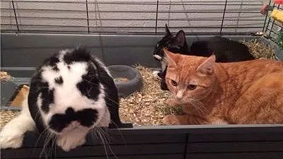 这2只由兔兔带大的猫咪，不仅喜欢霸占兔窝，还喜欢围观兔兔吃饭。 - 12