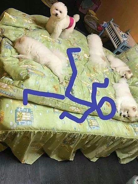 五只狗狗把床占满了，铲屎官吐槽自己没地睡，网友支招笑喷了！ - 2