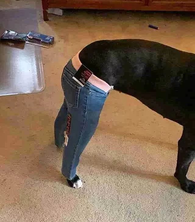 主人为尾巴受伤的狗狗打造超sexy小裤裤，狗：我就是家里最靓的崽！ - 8