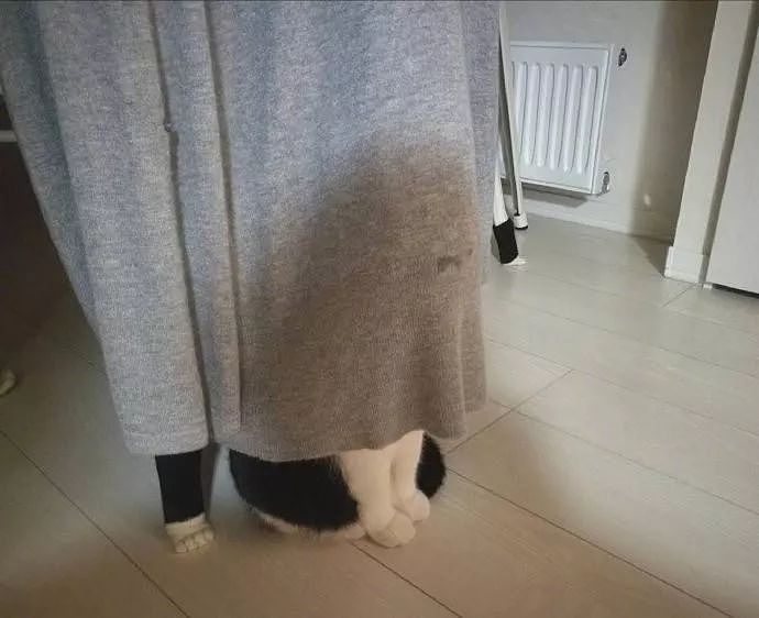 猫咪躲在窗帘后面，结果鼻头的水都把窗帘弄湿了，笑惨了！ - 1
